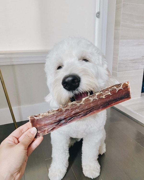 Pawstruck Premium Beef Jerky Treats Review