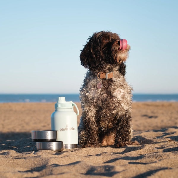 Pawtable 3-in-1 Dog Water Bottle Bundle Review
