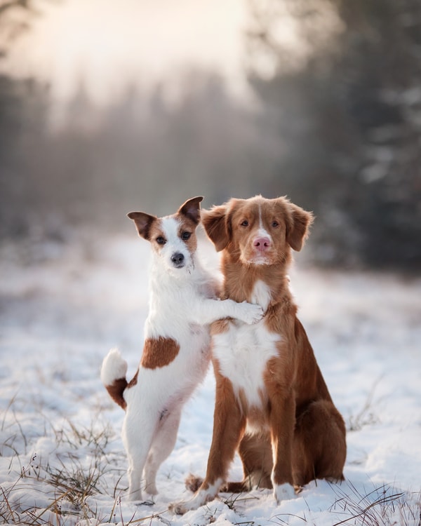 Perfect Pet Maximum Benefit Review