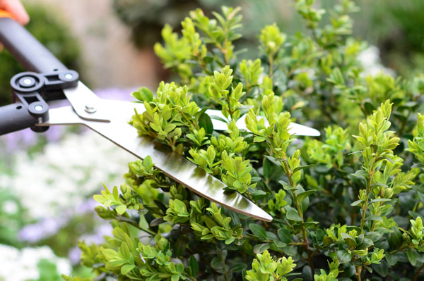 About Perfect Plants Nursery