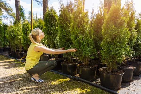 Perfect Plants Nursery Review