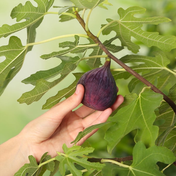 Perfect Plants Nursery Chicago Hardy Fig Tree Review