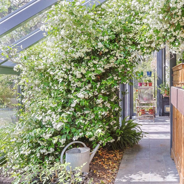 Perfect Plants Nursery Star Jasmine Review