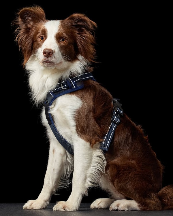 About Pet Passion