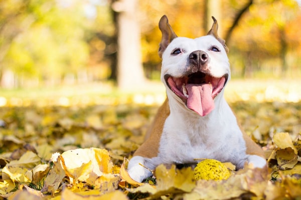 Overview of Pet Tags