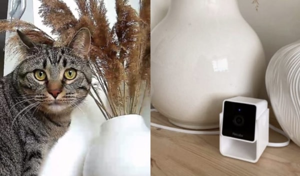 Petcube Cam Review