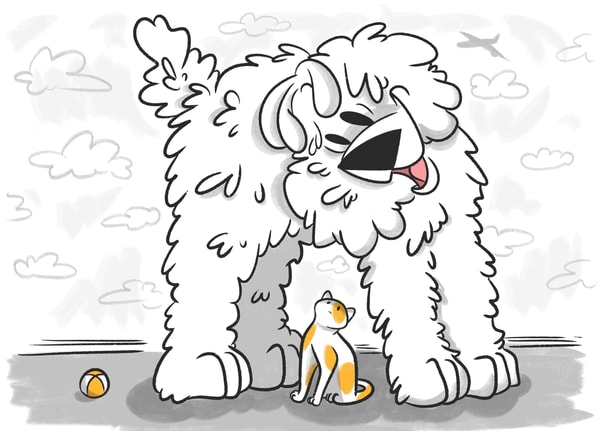 About Petcube