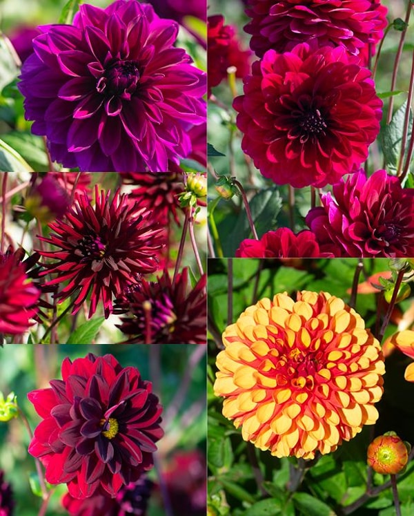 Peter Nyssen Collection de Dahlias Arabian Nights Avis