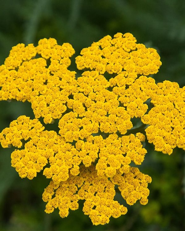 Peter Nyssen Achillea Coronation Gold Avis