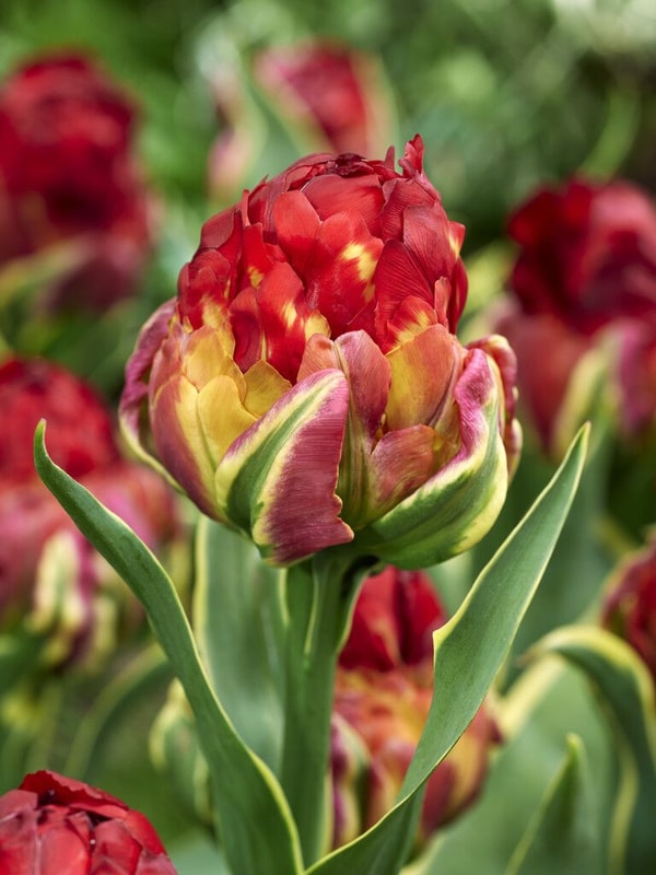 Peter Nyssen : Sp&eacute;cialiste Des Bulbes Fleuris