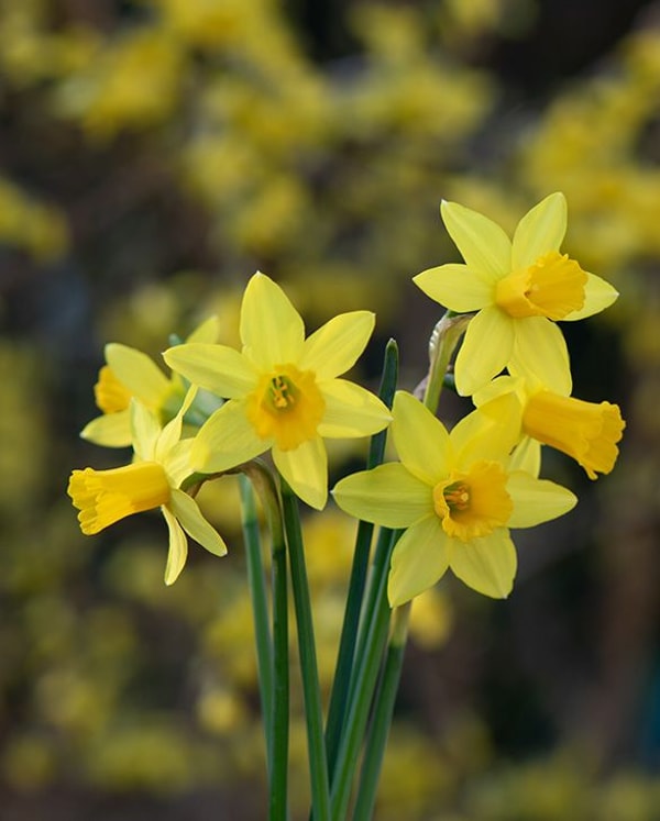 Peter Nyssen Narcissus Tete-a-Tete Review