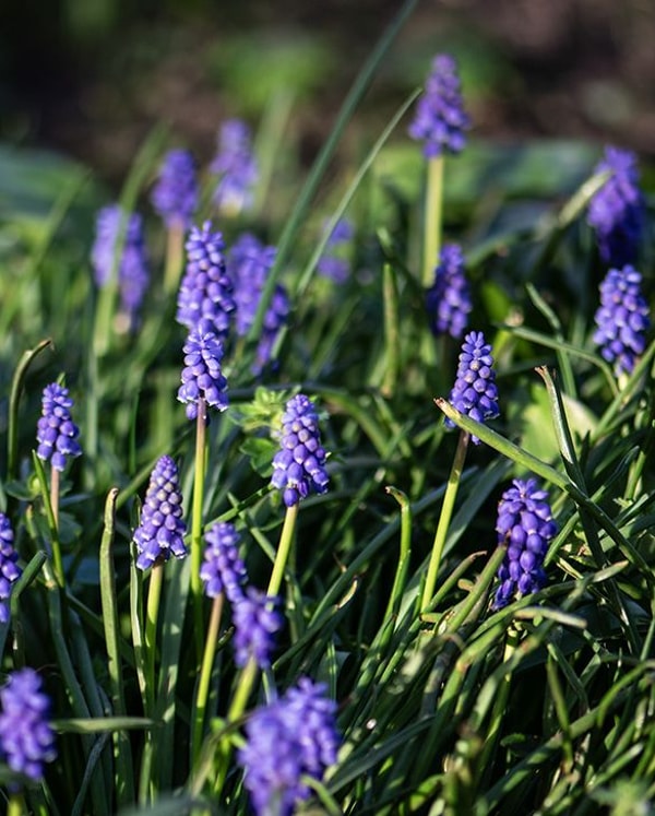 Peter Nyssen Muscari Armeniacum Review