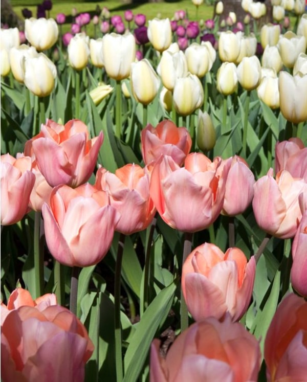 Peter Nyssen Tulip Apricot Beauty Review