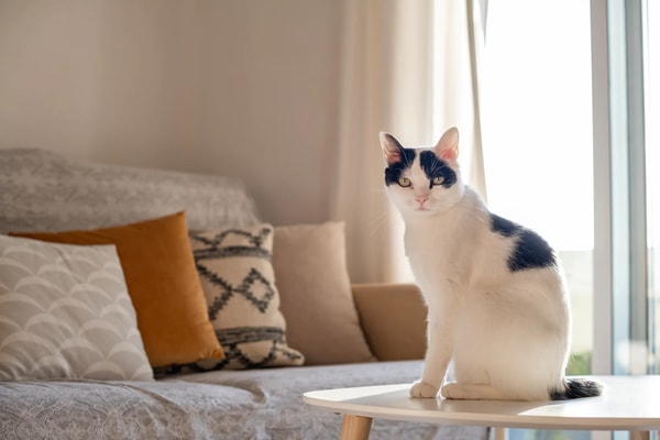Petgevity Lifetime Plus Cat Insurance Reviews