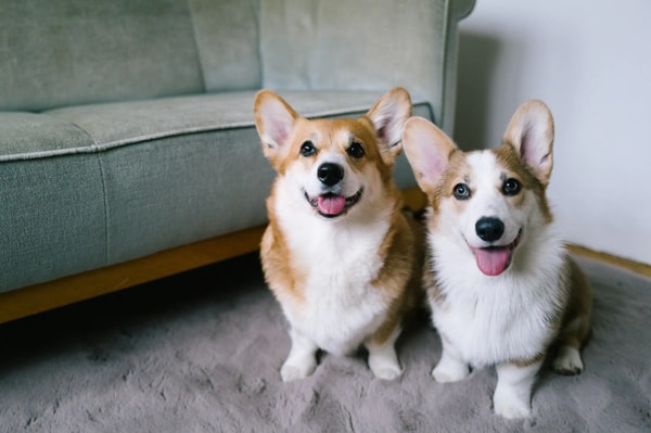Petgevity Lifetime Plus Dog Insurance Reviews