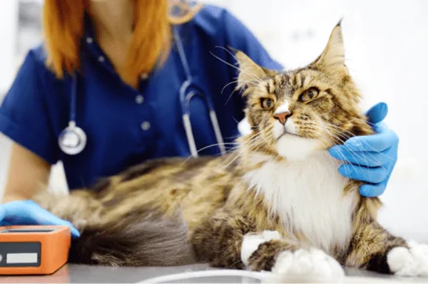 Petgevity Multi-Pet Insurance Reviews
