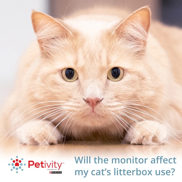 Petivity Review