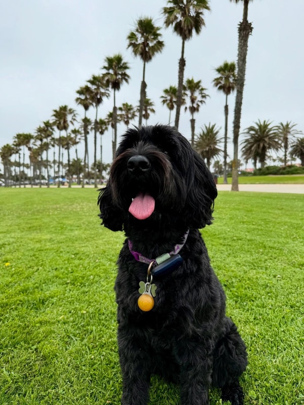About PetLink