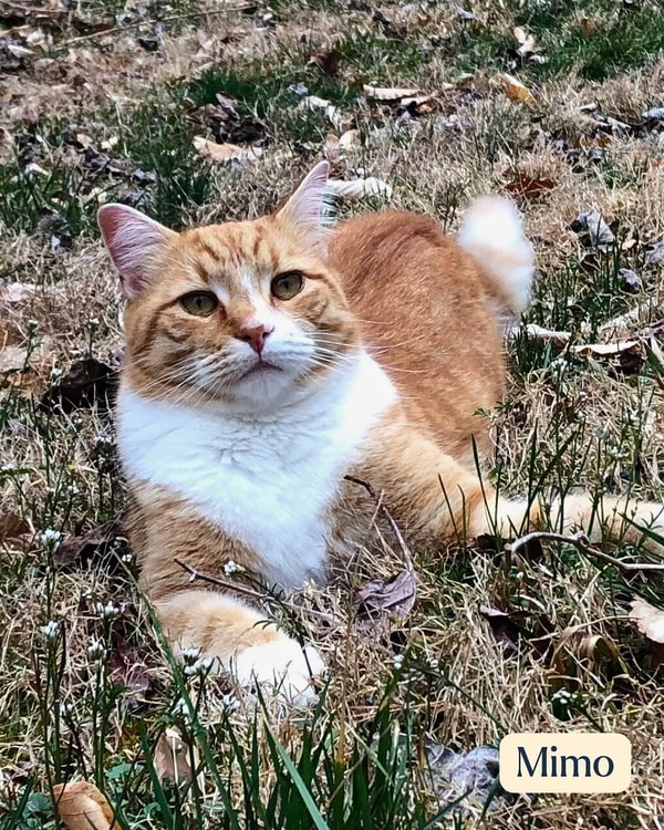 Overview of PetLink