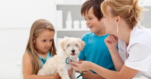 PetPremium Accidents Only Coverage Reviews