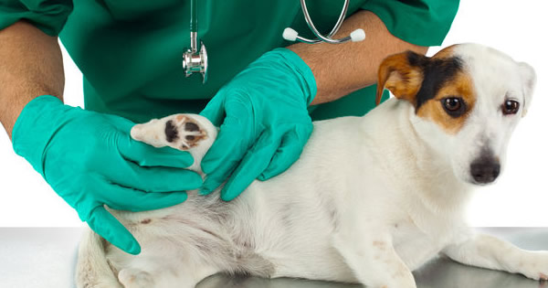PetPremium Wellness Coverage Add-ons Reviews
