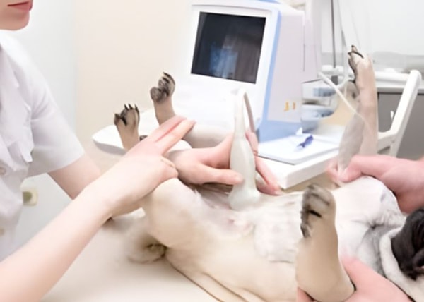 How PetPremium Connects You to Insurance Options