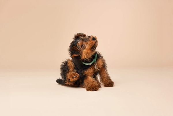 Pets at Home Review