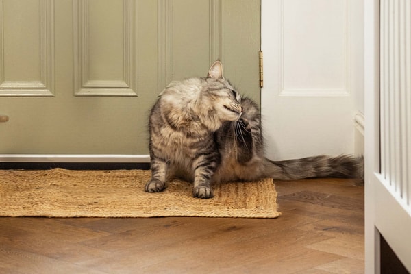 About Pets at Home