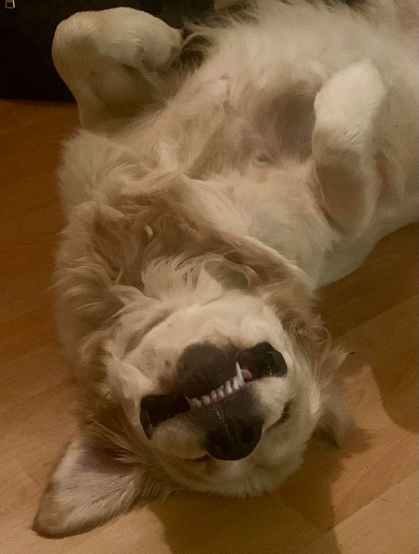 Pets Villa Review
