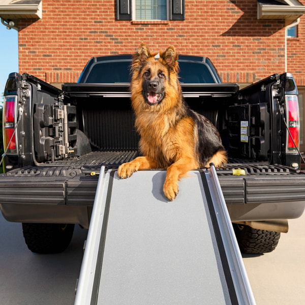 PetSafe Review