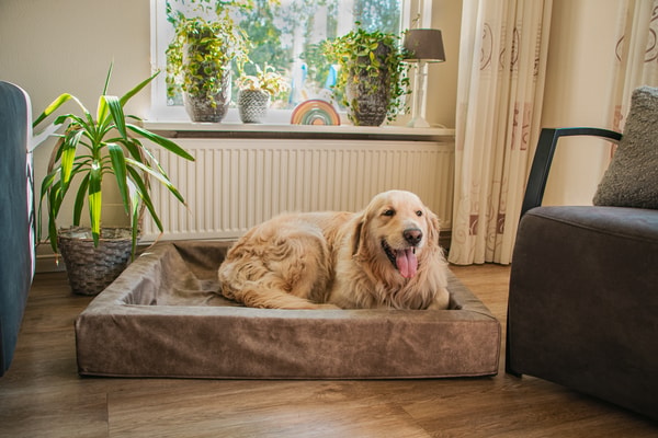 Petsexclusive Beoordeling