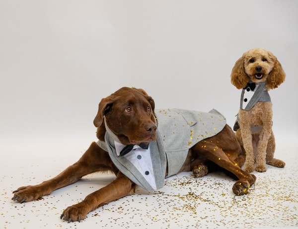 PetSmart Review
