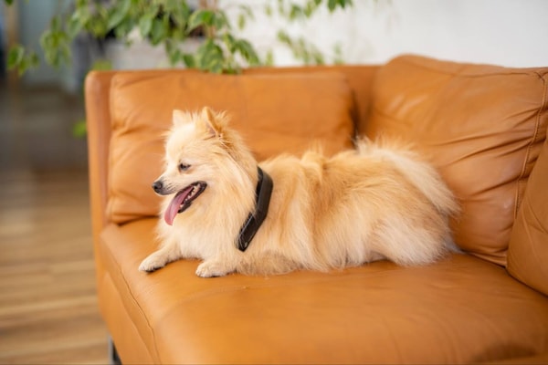 Petspemf PetLoop PRO Review