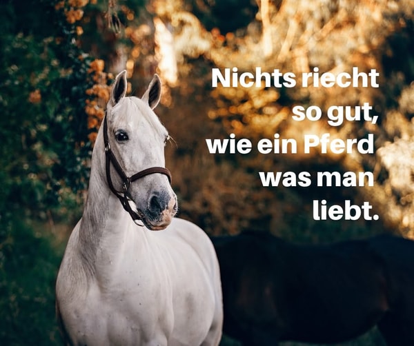 Pferd Spezial Horse Liability Insurance KOMFORT Bewertung