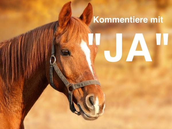 Pferd Spezial Bewertung