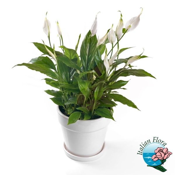 ItalianFlora Pianta di spathiphyllum Recensione