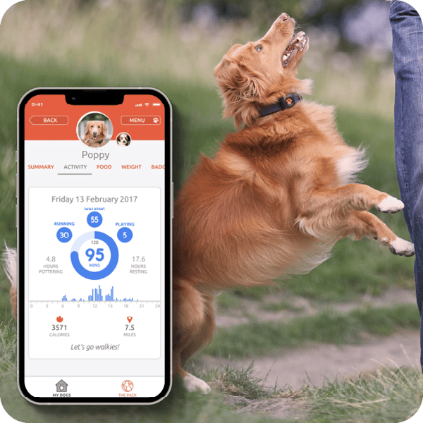 PitPat Review