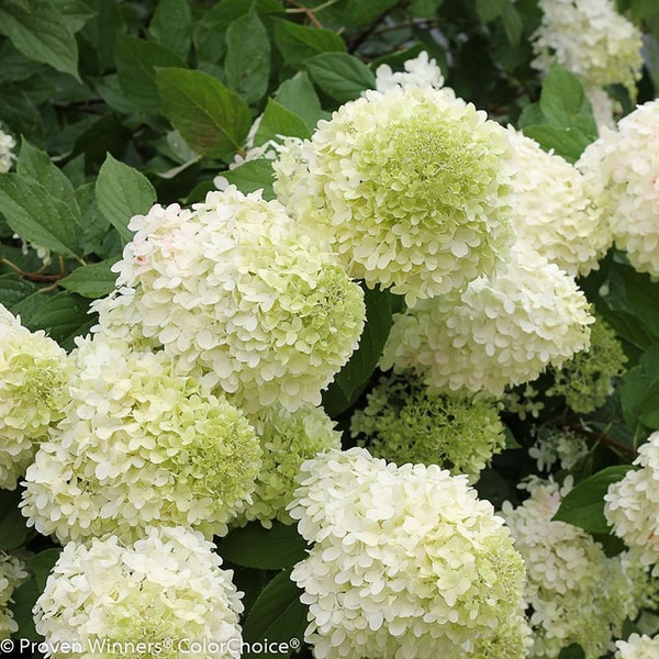Plant Addicts Limelight Hydrangea Review