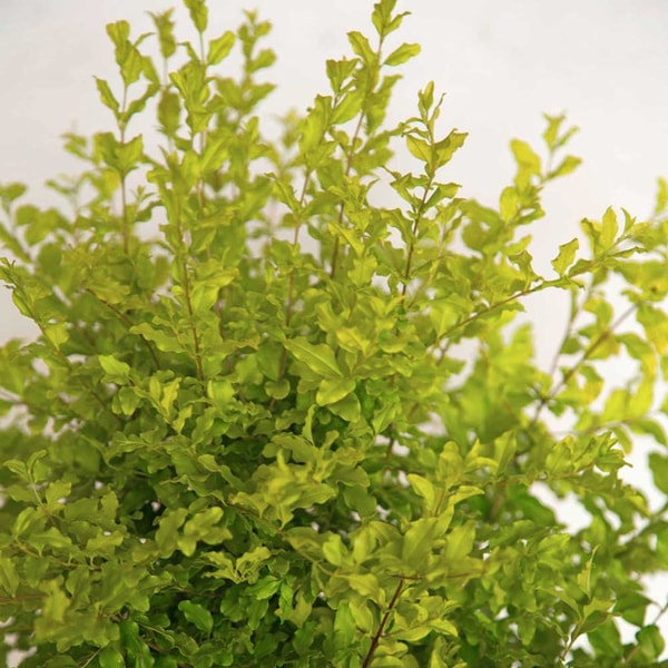 Plant Addicts Sunshine Ligustrum Review
