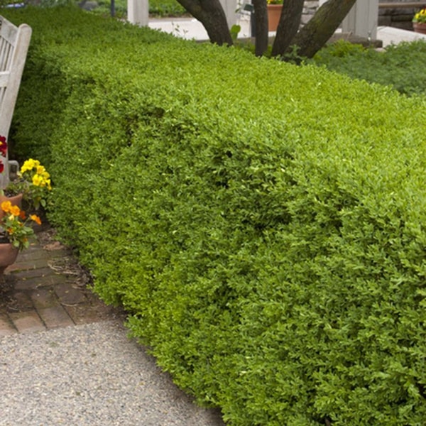 Plant Addicts Wintergreen Boxwood Review