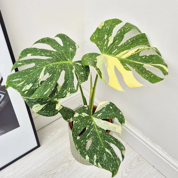 Plants For All Seasons Monstera Thai Constellation Reviews