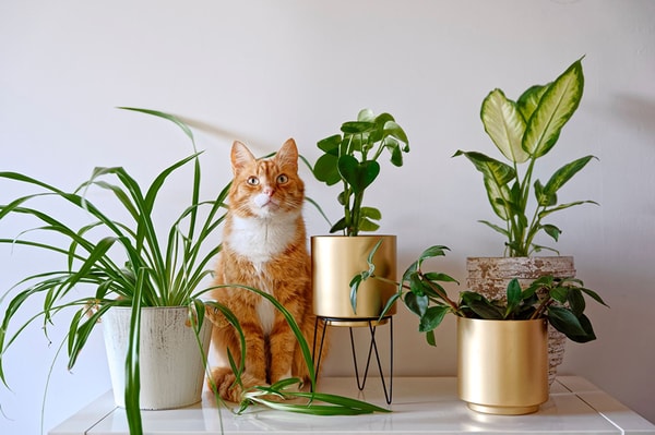 Plants For All Seasons Review
