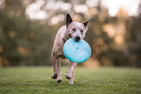 Play Pet Brands ZoomieRex InfiniDisc Review