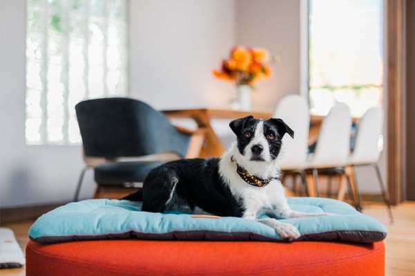 Play Pet Brands Coastal Series Chill Pad Review
