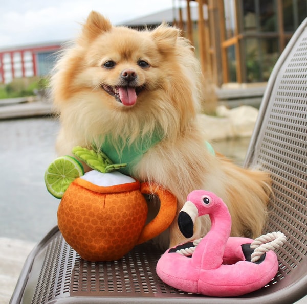 Play Pet Brands Review