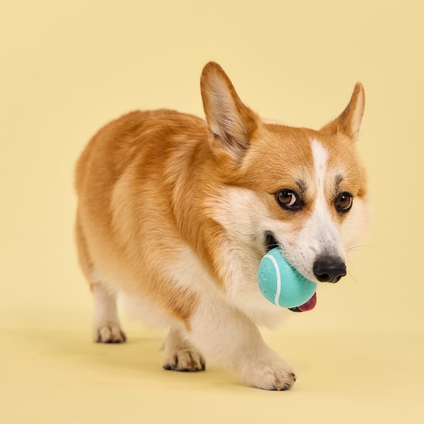 Playology Pets Review