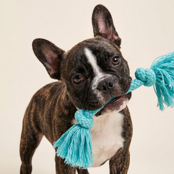 Playology Pets Dri-Tech Rope Review