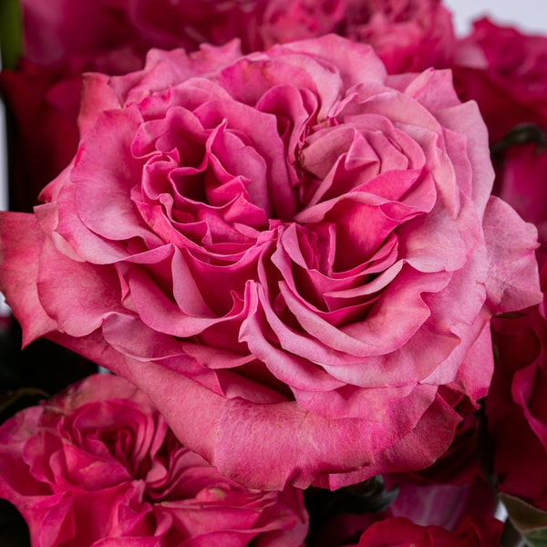 POMP Flowers Quito Pink Roses Review