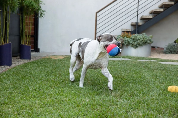 Pooch Perks: Monthly Surprises for Dog