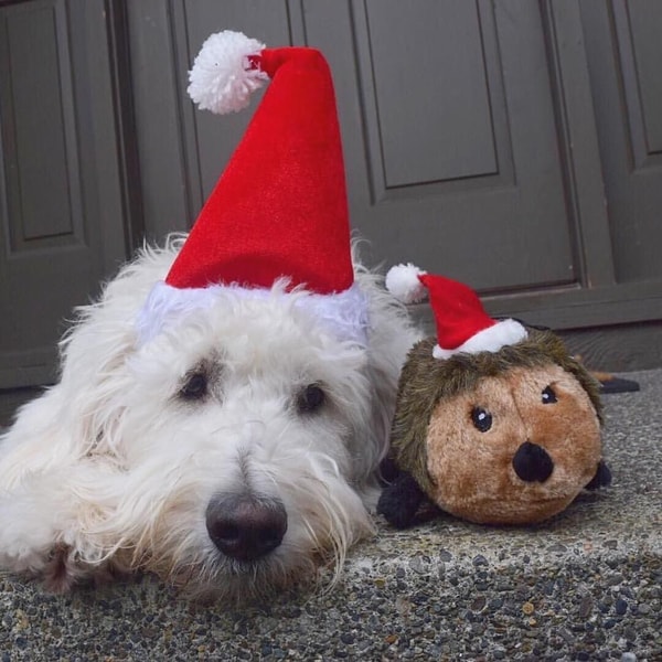 The Story and Playful Spirit of Pooch Perks